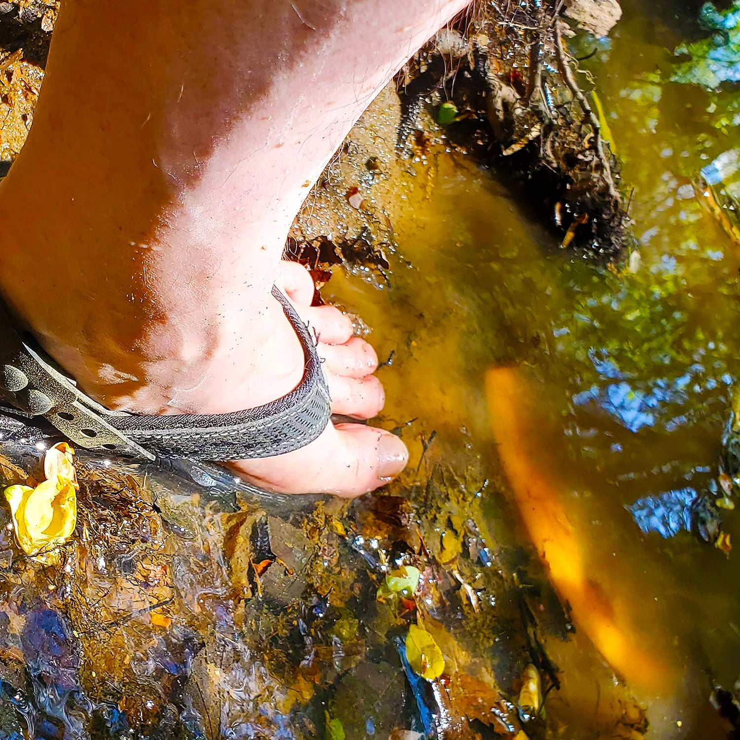 Stepping into mud and water to get a disc submerged in creek.