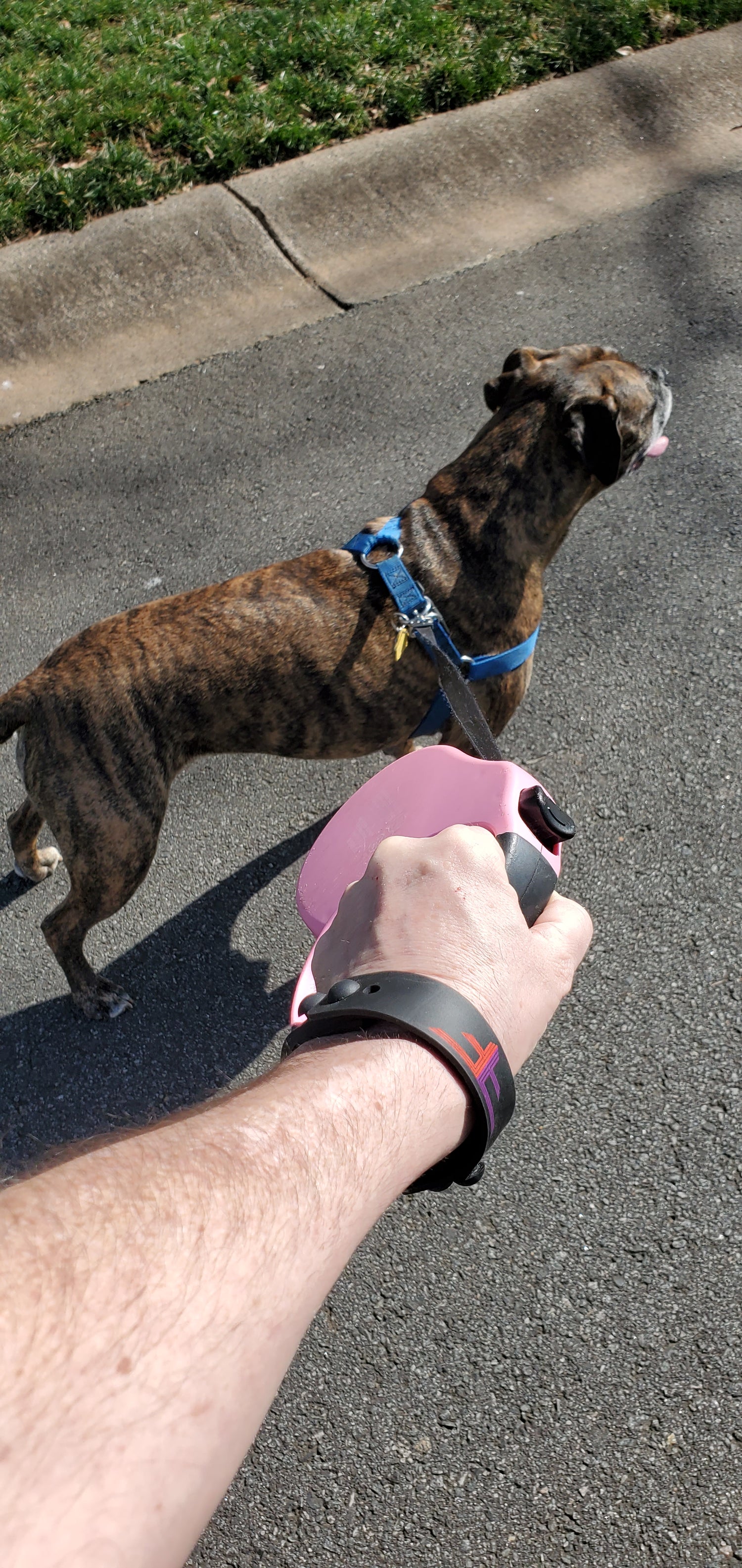 Wearing the patented Flip Flap as a bracelet while walking the doggins.